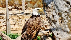 Birds Eagles