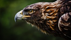 Birds Eagles
