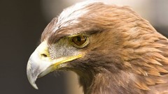 Birds Eagles