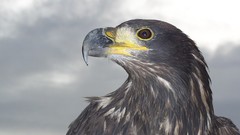 Birds Eagles