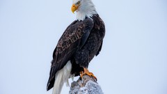 Birds Eagles