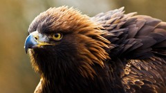Birds Eagles
