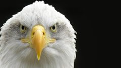 Birds Eagles bald eagles