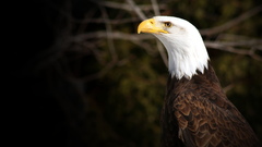 Birds Eagles bald eagles