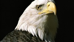 Birds Eagles bald eagles