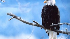 Birds Eagles bald eagles