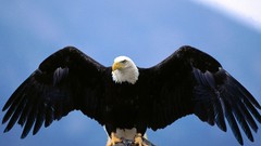 Birds Eagles bald eagles
