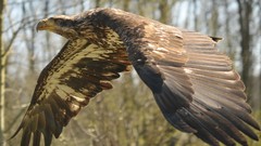 Birds Eagles bald eagles