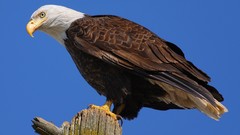 Birds Eagles bird of prey