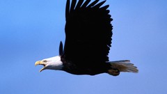Birds Eagles blue skies