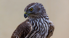 Birds Eagles falcon bird