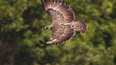 Birds Eagles national geographic