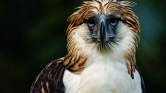 Birds Eagles Phillipines