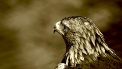 Birds Eagles sepia