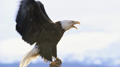 Birds Eagles USA