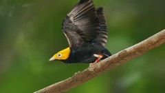 Birds Earth golden national geographic