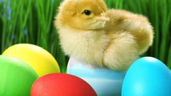 Birds eggs baby birds