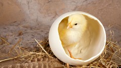 Birds eggs feathers hay chicks (chickens) baby birds