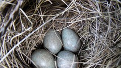 Birds eggs nest