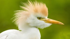 Birds egrets