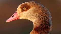 Birds Egyptian geese