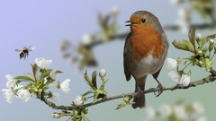 Birds England european wildlife robins European Robin