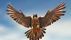Birds falcon bird