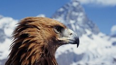 Birds falcon bird Birds Of Prey