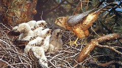 Birds falcon bird nest