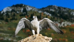 Birds falcon bird peregrine