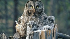 Birds family backgrounds owlet Owls baby birds