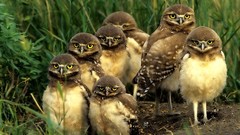 Birds family Owls owlet