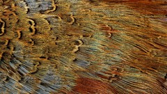 Birds feathers