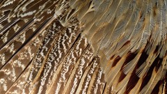 Birds feathers
