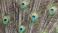 Birds feathers close-up Peacocks