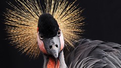 Birds feathers Grey Crowned Crane
