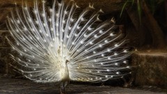 Birds feathers Peacocks