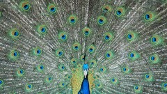 Birds feathers Peacocks