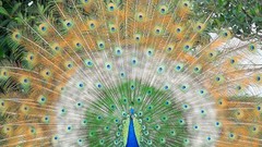 Birds feathers Peacocks
