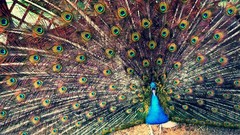 Birds feathers Peacocks