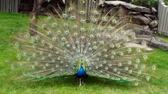 Birds feathers Peacocks