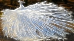 Birds feathers Peacocks Fractalius