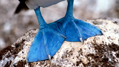 Birds feet blue-footed boobies