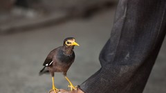 Birds feet national geographic