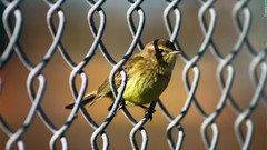 Birds fences Chain Link Fence Derek Prospero