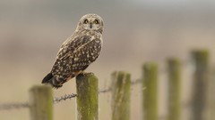 Birds fences Owls depth of field