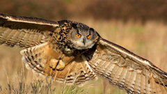 Birds fields Owls