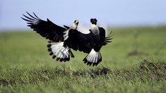 Birds fight falcon bird