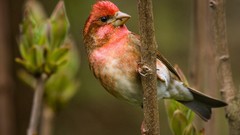 Birds Finches