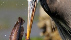 Birds fish hunting Prey herons